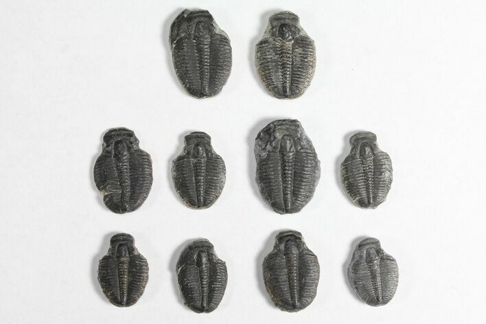 Lot: / Elrathia Trilobite Molt Fossils - Pieces #92050